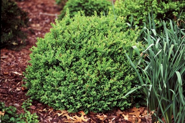 Buxus sempervirens - Sunny Valley Farms