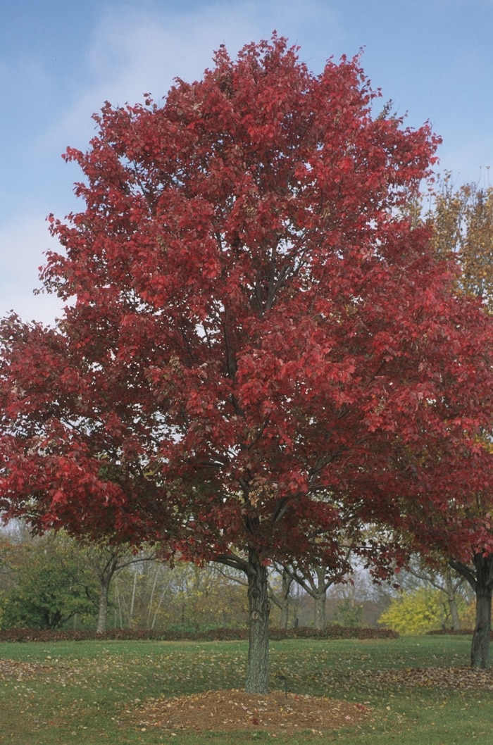 Acer rubrum - Sunny Valley Farms