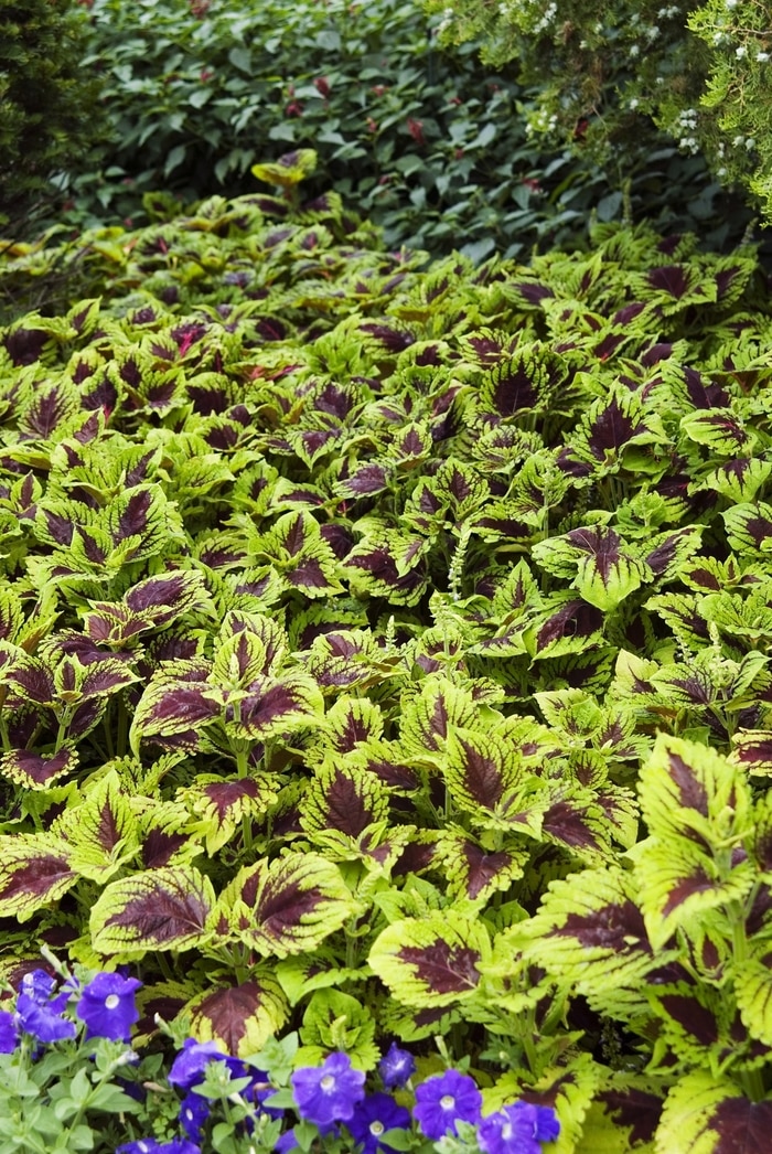 Coleus Hybrid Kong Empire Mix Sunny Valley Farms