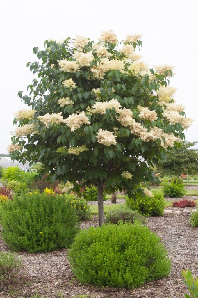 Syringa reticulata - Sunny Valley Farms