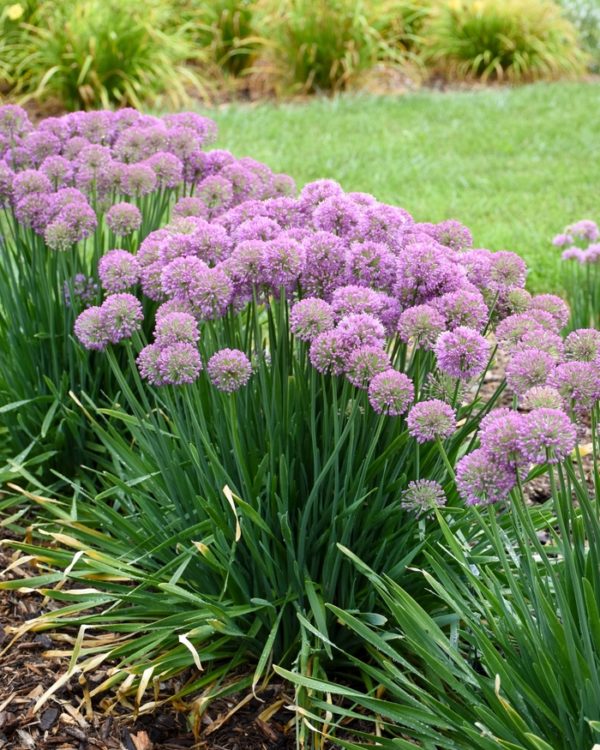 Allium hybrid - Sunny Valley Farms